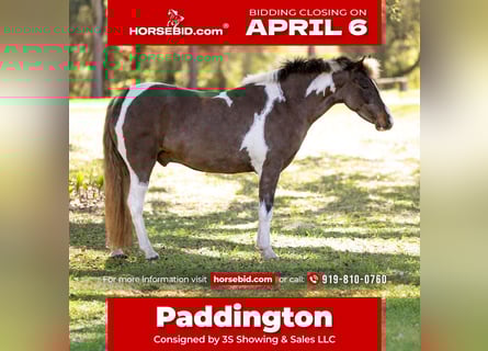 Welsh A (Mountain Pony) Mix, Gelding, 4 years, 13 hh, Pinto