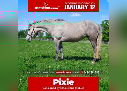 Welsh A (Mountain Pony) Mix, Gelding, 5 years, 14 hh, Grey