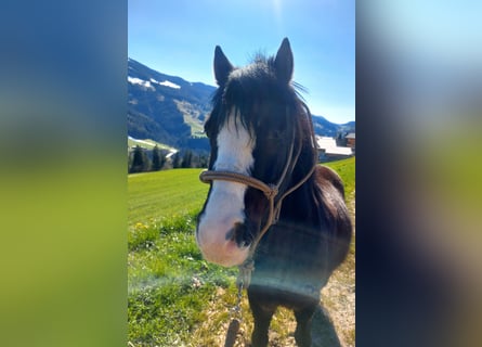 Welsh A (Mountain Pony), Gelding, 6 years, 11.2 hh, Black