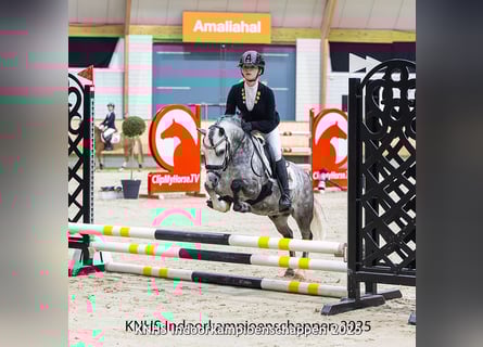 Welsh A (Mountain Pony), Gelding, 6 years, 11,1 hh, Gray