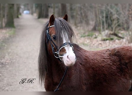 Welsh A (Mountain Pony), Gelding, 7 years, 11.2 hh, Chestnut