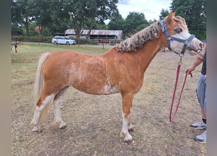 Welsh A (Mountain Pony), Gelding, 8 years, 12,1 hh, Red Dun