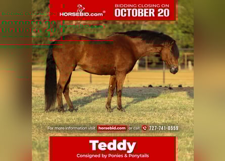 Welsh A (Mountain Pony) Mix, Gelding, 8 years, 13,2 hh, Bay