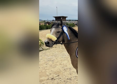 Welsh A (Mountain Pony), Gelding, 9 years, 11,3 hh, Dun