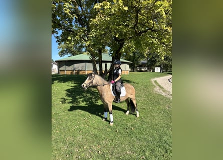 Welsh A (Mountain Pony), Gelding, 9 years, 11,3 hh, Dun