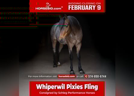 Welsh A (Mountain Pony), Gelding, 9 years, 12 hh, Roan-Bay