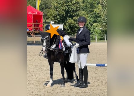 Welsh A (Mountain Pony), Mare, 10 years, 12.2 hh, Black