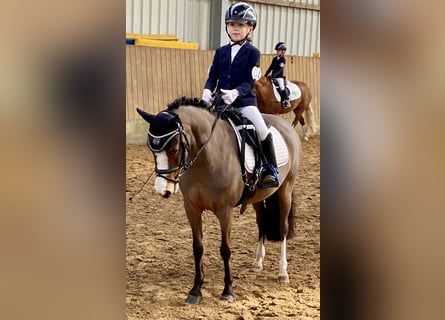 Welsh A (Mountain Pony), Mare, 11 years, 11,2 hh, Brown