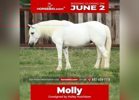 Welsh A (Mountain Pony), Mare, 11 years, 11,2 hh, Gray