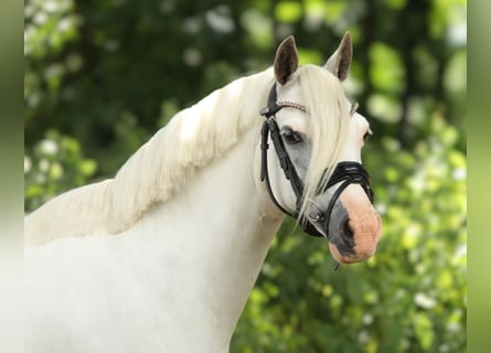 Welsh A (Mountain Pony), Mare, 12 years, 11,3 hh, Gray