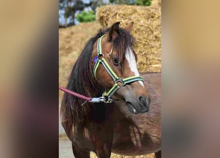 Welsh A (Mountain Pony), Mare, 14 years, 11,1 hh, Brown