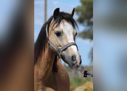 Welsh A (Mountain Pony), Mare, 14 years, 11,1 hh, Buckskin