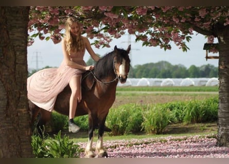 Welsh A (Mountain Pony), Mare, 15 years, 11,2 hh, Brown