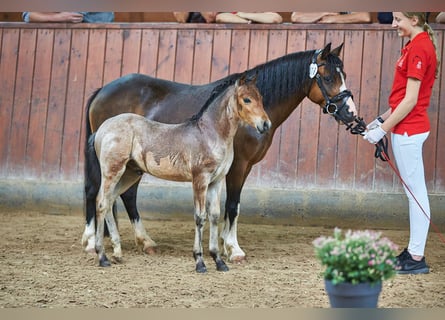 Welsh A (Mountain Pony), Mare, 15 years, 11,2 hh, Brown