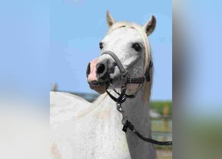 Welsh A (Mountain Pony), Mare, 16 years, 11,1 hh, Gray-Red-Tan