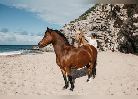 Welsh A (Mountain Pony), Mare, 17 years, 12.1 hh, Brown