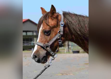 Welsh A (Mountain Pony), Mare, 18 years, 11,1 hh, Chestnut-Red