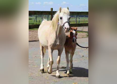 Welsh A (Mountain Pony), Mare, 19 years, 11,1 hh, Palomino