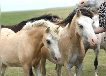 Welsh A (Mountain Pony), Mare, 1 year, 11,2 hh, Palomino