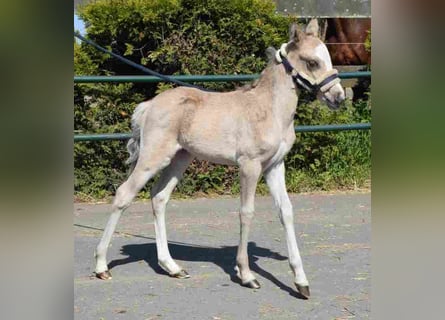 Welsh A (Mountain Pony), Mare, 20 years, 11,1 hh, Buckskin