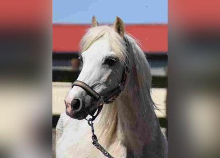 Welsh A (Mountain Pony), Mare, 20 years, 11,1 hh, Palomino