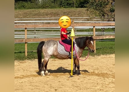 Welsh A (Mountain Pony), Mare, 22 years, 11 hh, Roan-Bay