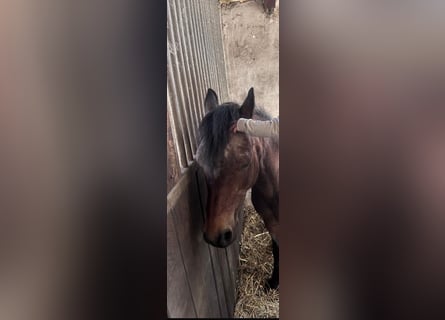 Welsh A (Mountain Pony), Mare, 22 years, 11,2 hh, Brown