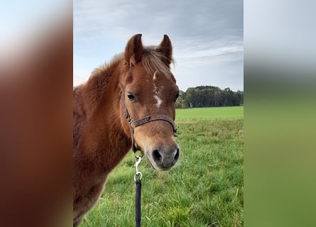 Welsh A (Mountain Pony), Mare, 23 years, 10.3 hh, Chestnut-Red