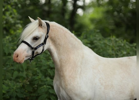 Welsh A (Mountain Pony), Mare, 2 years, 11.2 hh, Sabino