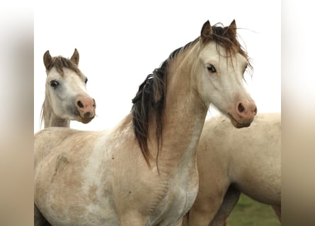 Welsh A (Mountain Pony), Mare, 2 years, 11,2 hh, Buckskin