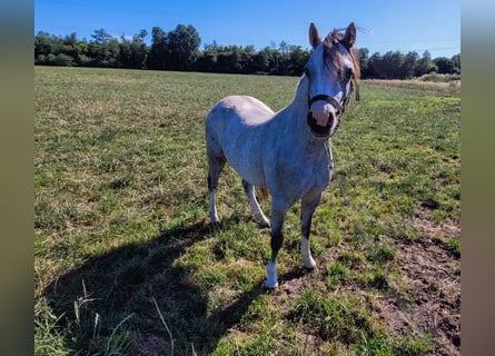 Welsh A (Mountain Pony), Mare, 2 years, 11,2 hh, Gray