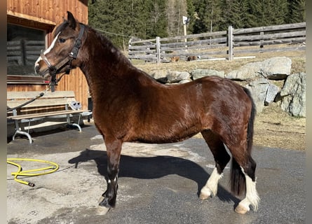 Welsh A (Mountain Pony), Mare, 3 years, 11.2 hh, Chestnut