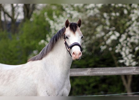 Welsh A (Mountain Pony), Mare, 3 years, 11.2 hh, Grey-Red-Tan