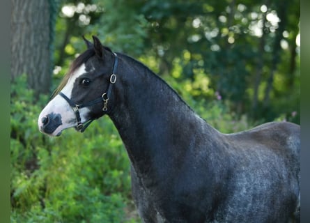 Welsh A (Mountain Pony), Mare, 3 years, 11,1 hh, Sabino