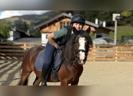 Welsh A (Mountain Pony), Mare, 3 years, 11,2 hh, Chestnut