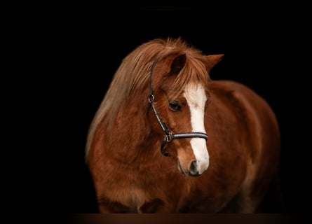 Welsh A (Mountain Pony), Mare, 3 years, 11,2 hh, Chestnut-Red
