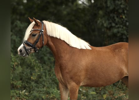 Welsh A (Mountain Pony), Mare, 3 years, 11,3 hh, Chestnut-Red