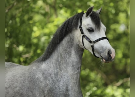 Welsh A (Mountain Pony), Mare, 3 years, 12 hh, Grey-Blue-Tan