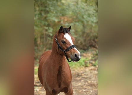 Welsh A (Mountain Pony), Mare, 4 years, 11.1 hh, Brown