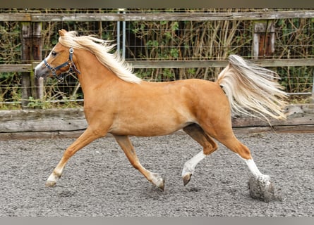 Welsh A (Mountain Pony), Mare, 4 years, 11.2 hh, Chestnut-Red