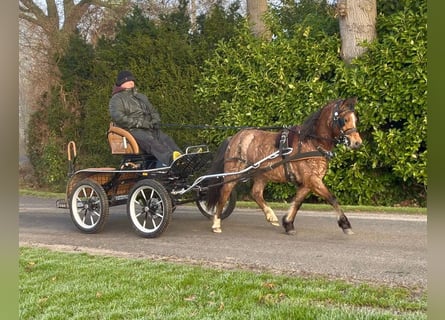Welsh A (Mountain Pony), Mare, 4 years, 11,2 hh, Roan-Red