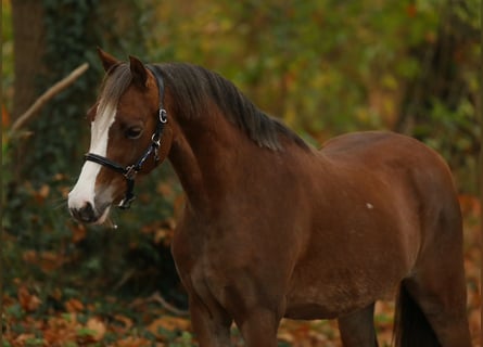 Welsh A (Mountain Pony), Mare, 4 years, 12.1 hh, Chestnut-Red
