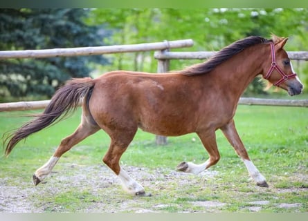 Welsh A (Mountain Pony), Mare, 5 years, 11.1 hh, Chestnut-Red