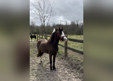 Welsh A (Mountain Pony), Mare, 5 years, 11.2 hh, Smoky-Black