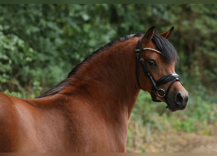 Welsh A (Mountain Pony) Mix, Mare, 5 years, 11,3 hh, Brown