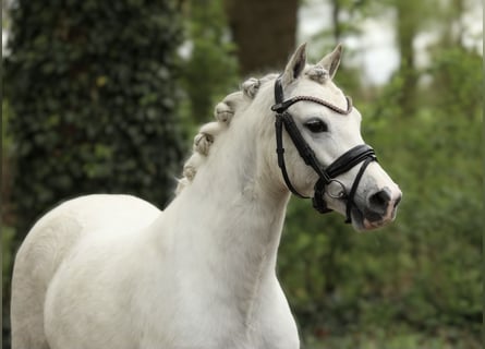 Welsh A (Mountain Pony), Mare, 5 years, 12.1 hh, Gray