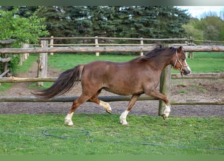 Welsh A (Mountain Pony), Mare, 6 years, 11.1 hh, Chestnut-Red