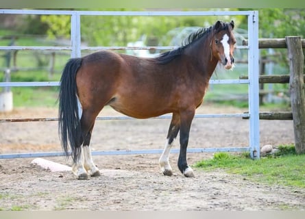 Welsh A (Mountain Pony), Mare, 7 years, 11.1 hh, Brown