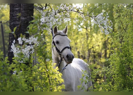 Welsh A (Mountain Pony), Mare, 7 years, 12 hh, Grey