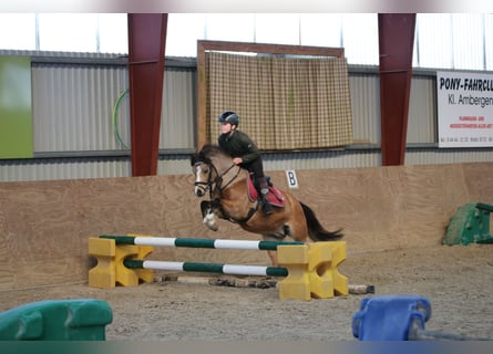 Welsh A (Mountain Pony), Mare, 8 years, 11.2 hh, Buckskin